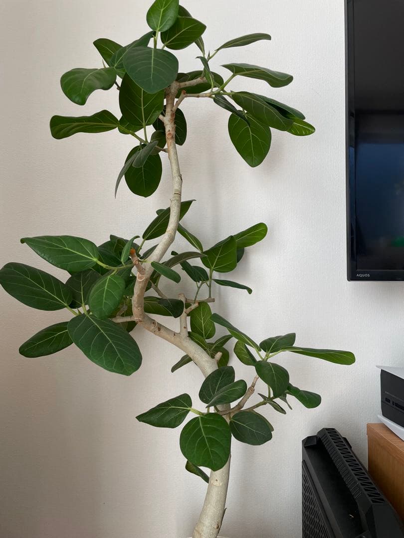 フィカス 観葉植物 約1メートル引き取り限定（愛知県豊川市