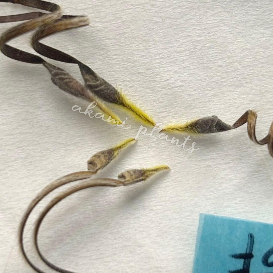 サルコカウロン ペニクリナム 自家採取 種子 5粒