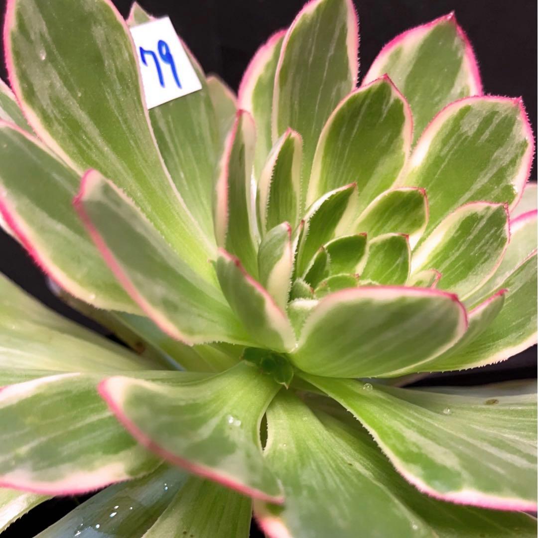 79#多肉植物アエオニウム錦❤️浣纱锦❤️1大頭4-5子芽19cm拔き苗