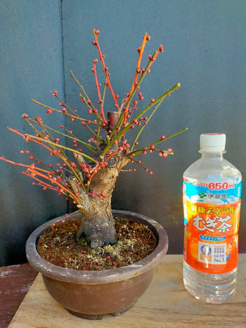 ひよ様用　梅　盆栽　日光　開花中