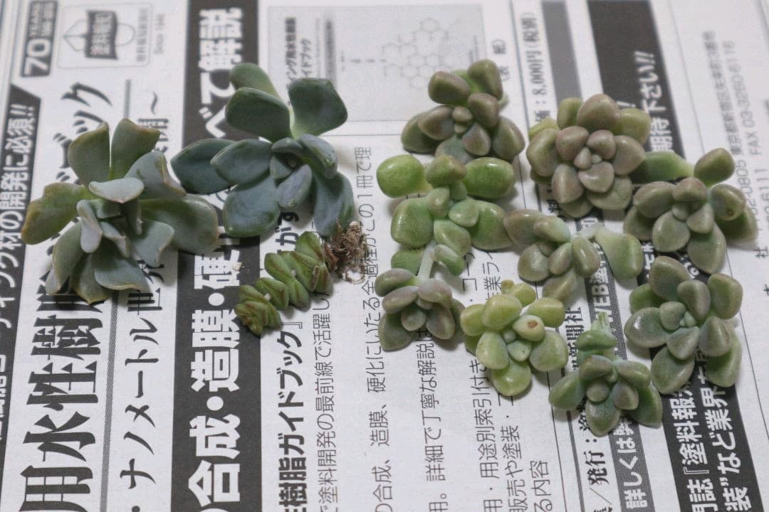 多肉植物寄せ植え だるま姫秀麗 冬美人 トプシータービー カット苗