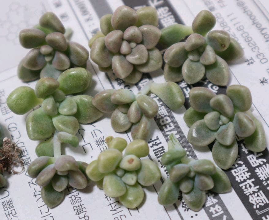 多肉植物寄せ植え だるま姫秀麗 冬美人 トプシータービー カット苗