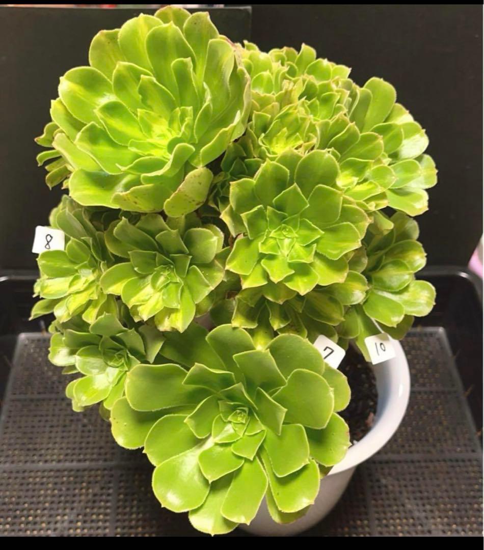 多肉植物アエオニウム錦❤️ 翡翠瑠璃 ❤️