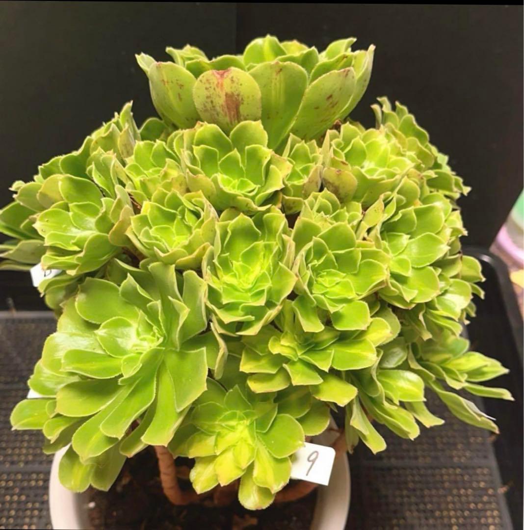 多肉植物アエオニウム錦❤️ 翡翠瑠璃 ❤️