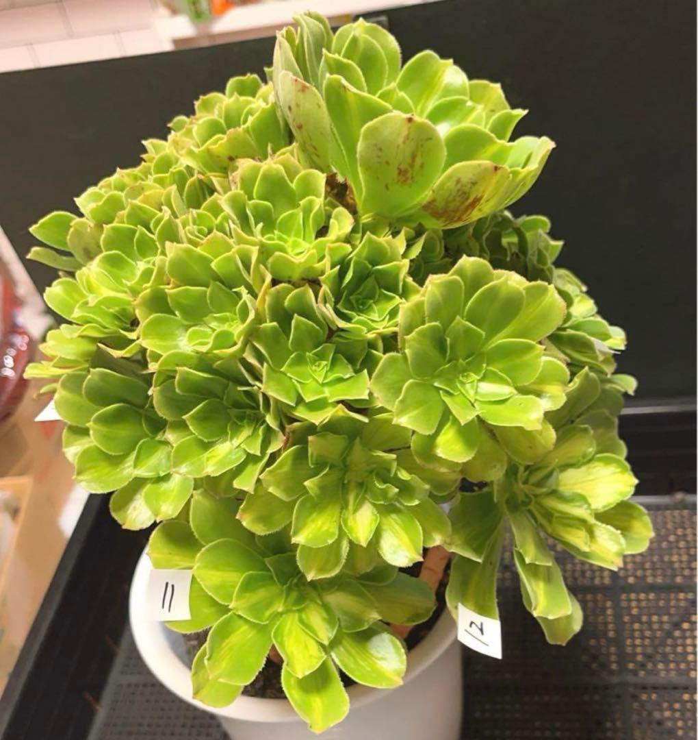 多肉植物アエオニウム錦❤️ 翡翠瑠璃 ❤️