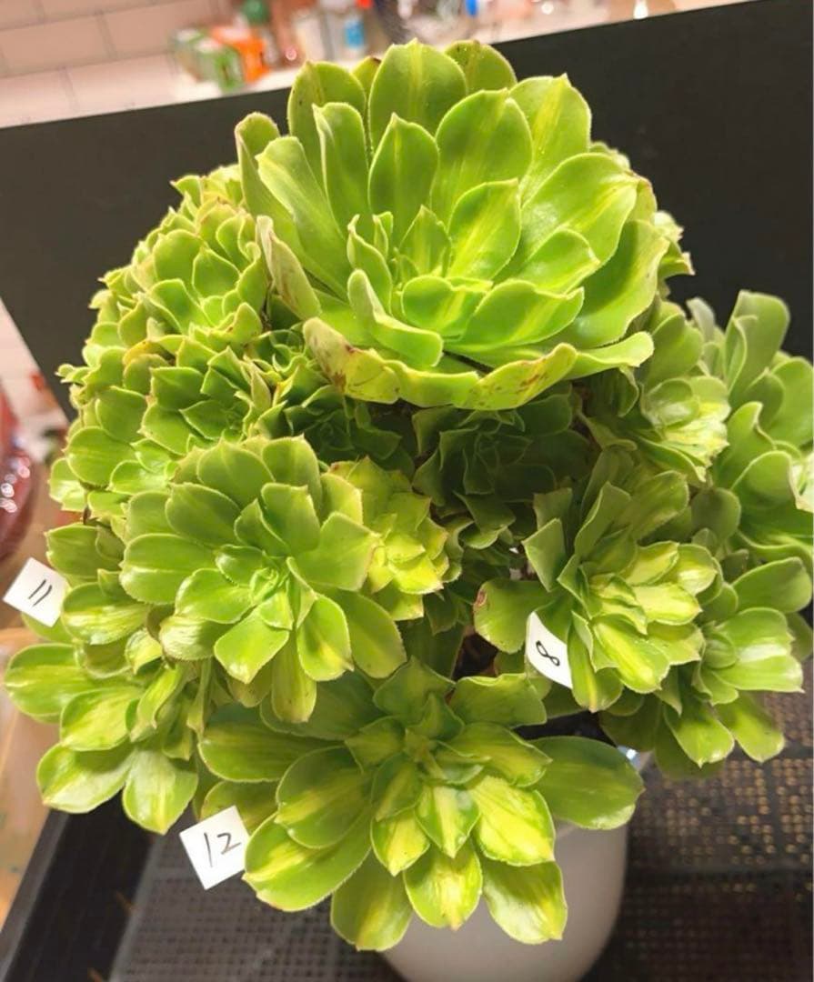 多肉植物アエオニウム錦❤️ 翡翠瑠璃 ❤️