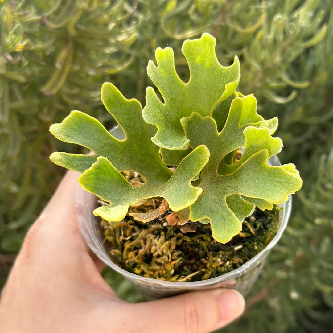 ビカクシダ P.ridleyi dwarf silver 4217