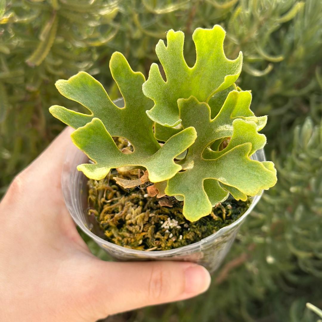 ビカクシダ P.ridleyi dwarf silver 4217