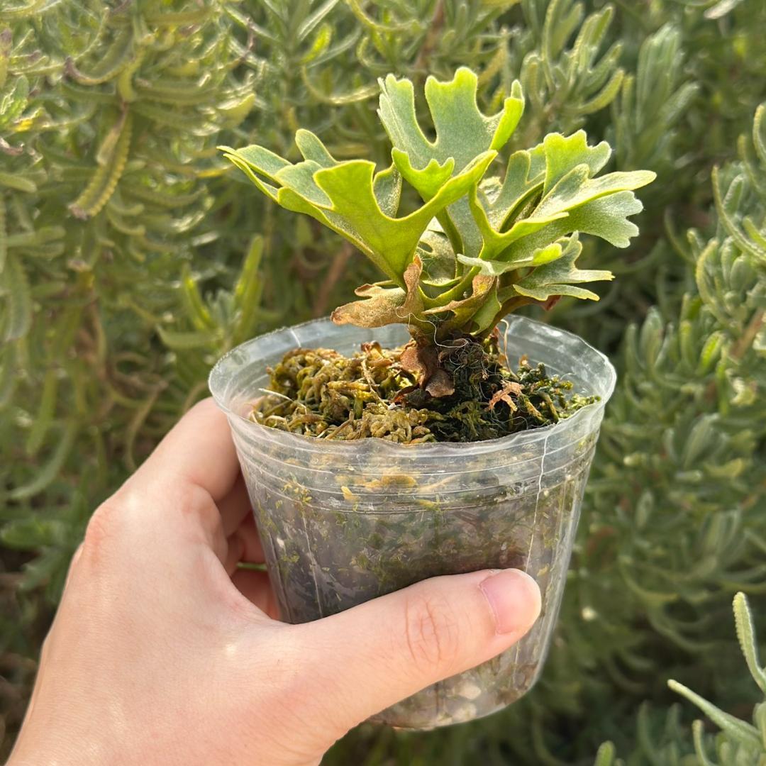 ビカクシダ P.ridleyi dwarf silver 4217