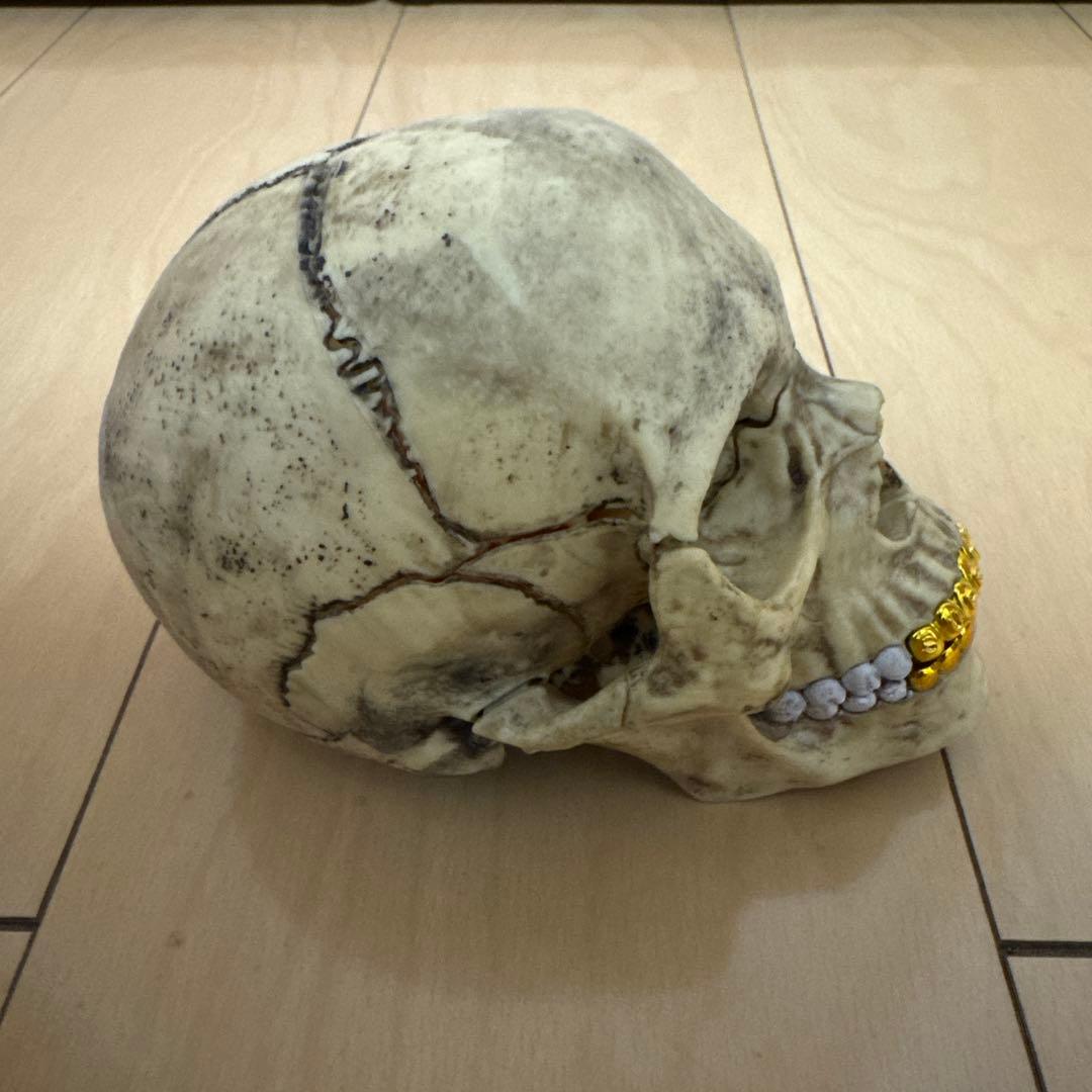 supreme 4d model human skull シュプリーム スカル