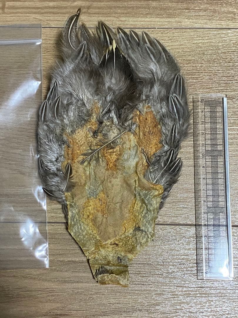 中古　ジャングルコック②