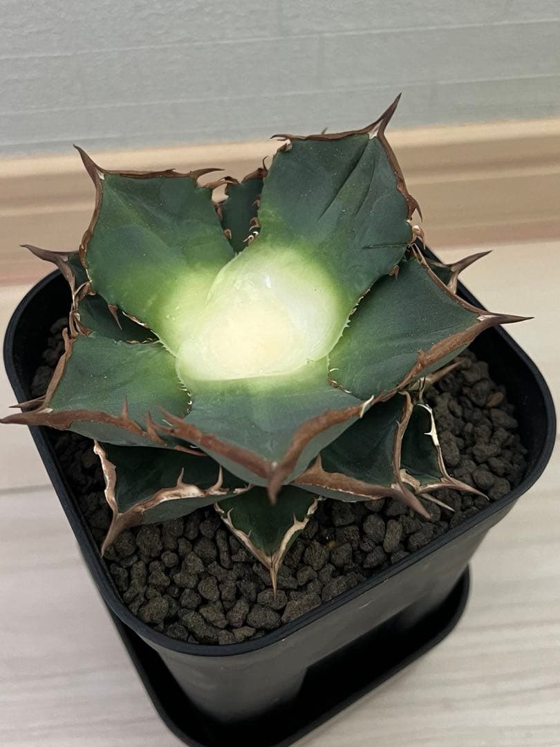 アガベ　チタノタ　黒刺厳龍　子株①