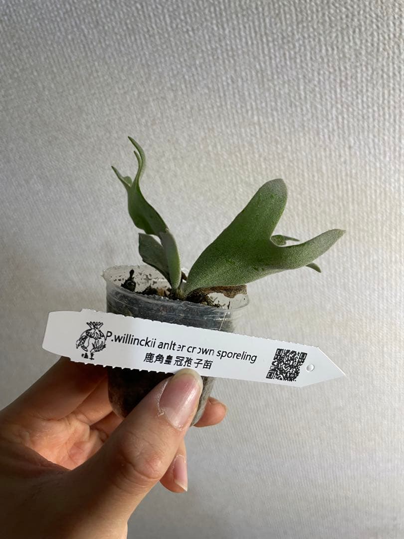 べ*様 P.willinckii Yellow moon dwarf