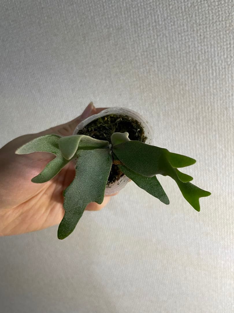 べ*様 P.willinckii Yellow moon dwarf