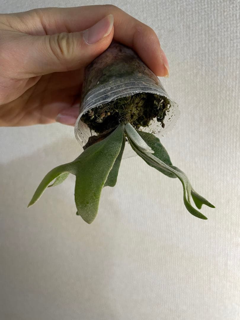 べ*様 P.willinckii Yellow moon dwarf
