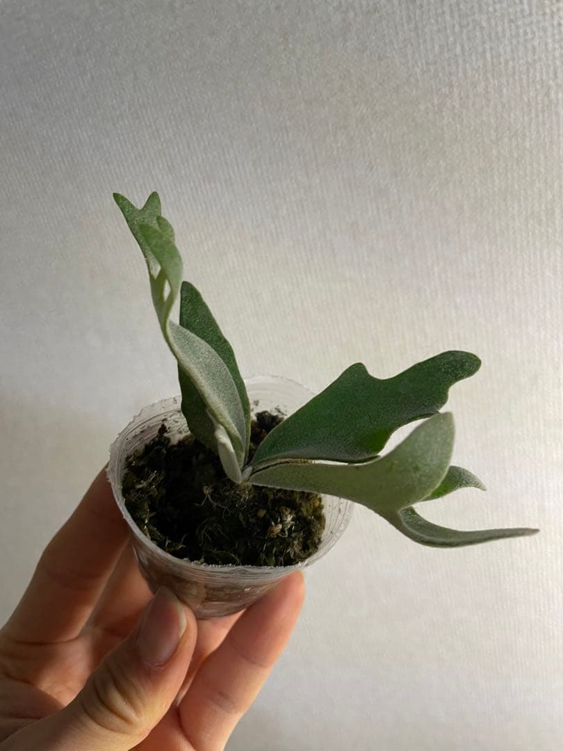 べ*様 P.willinckii Yellow moon dwarf