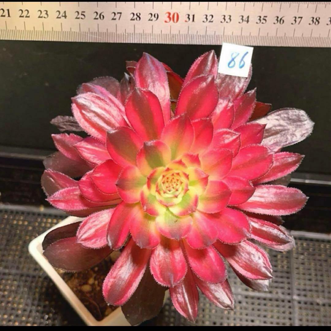 86#多肉植物アエオニウム錦❤️紅顏❤️2大頭16cm拔き苗