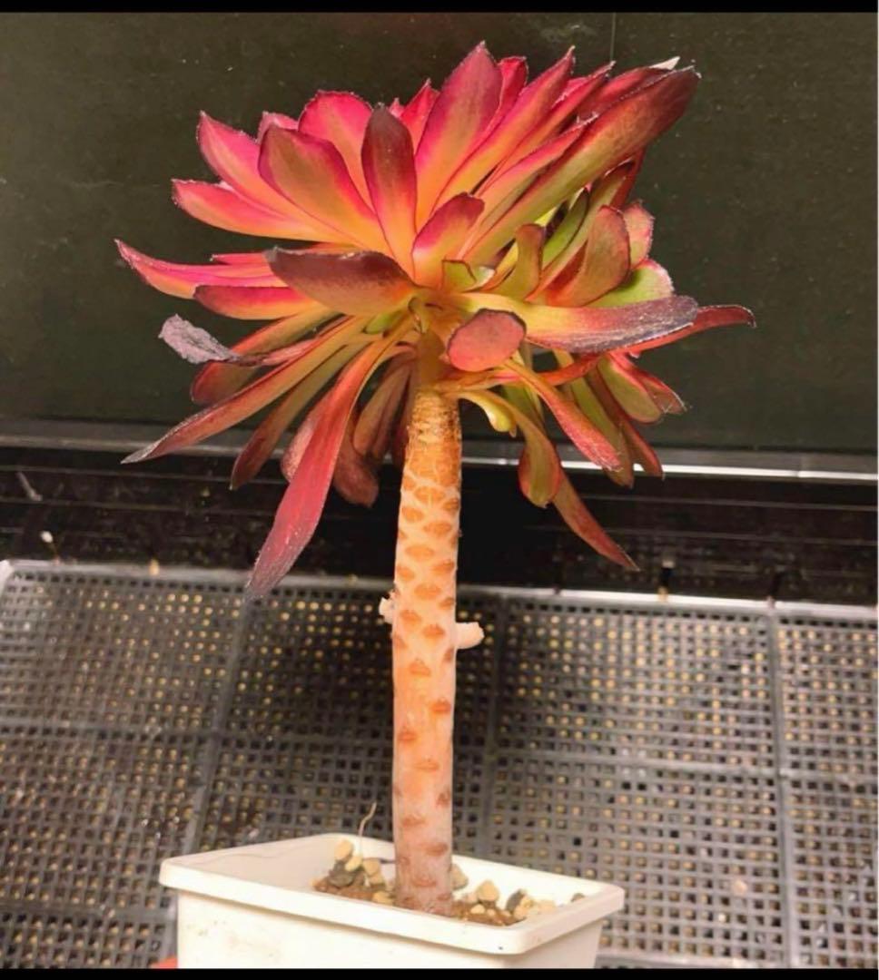 86#多肉植物アエオニウム錦❤️紅顏❤️2大頭16cm拔き苗