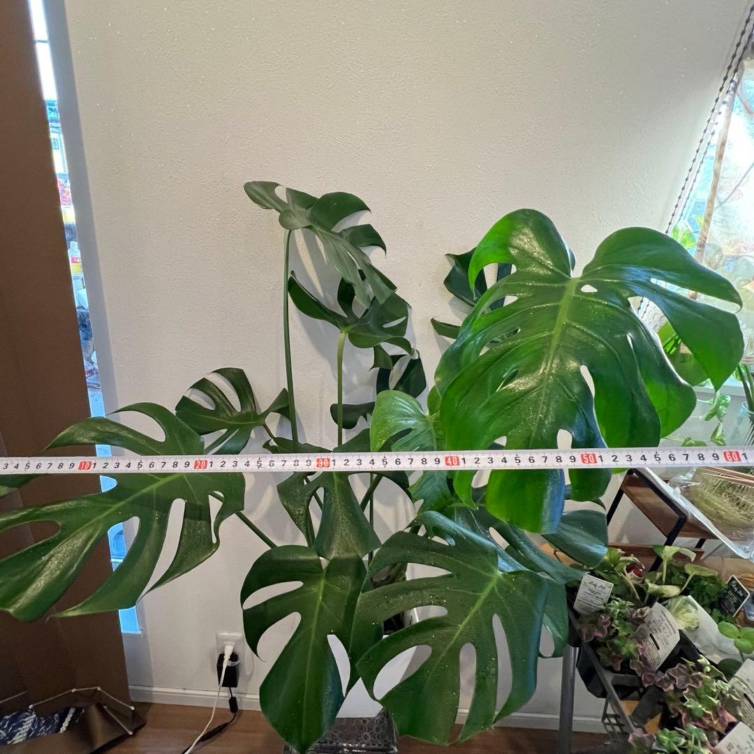 【メルカリ便】モンステラ デリシオーサ
