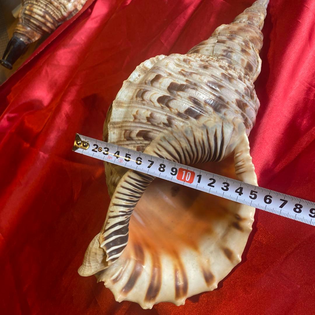 法螺貝　材料　約35cm 素材　魔除け