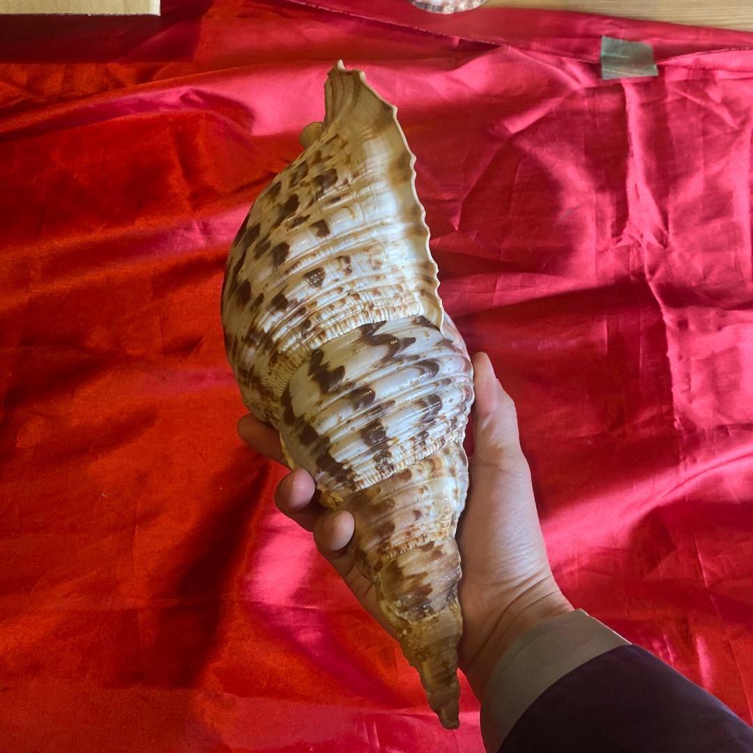 法螺貝　材料　約35cm 素材　魔除け