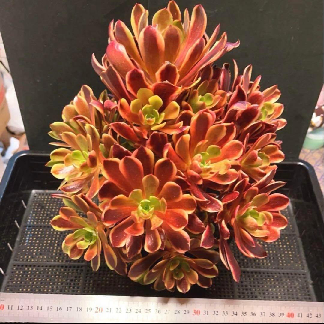 72#多肉植物アエオニウム錦❤️スーパーバン❤️1大頭15小頭33cm钵土付き出荷