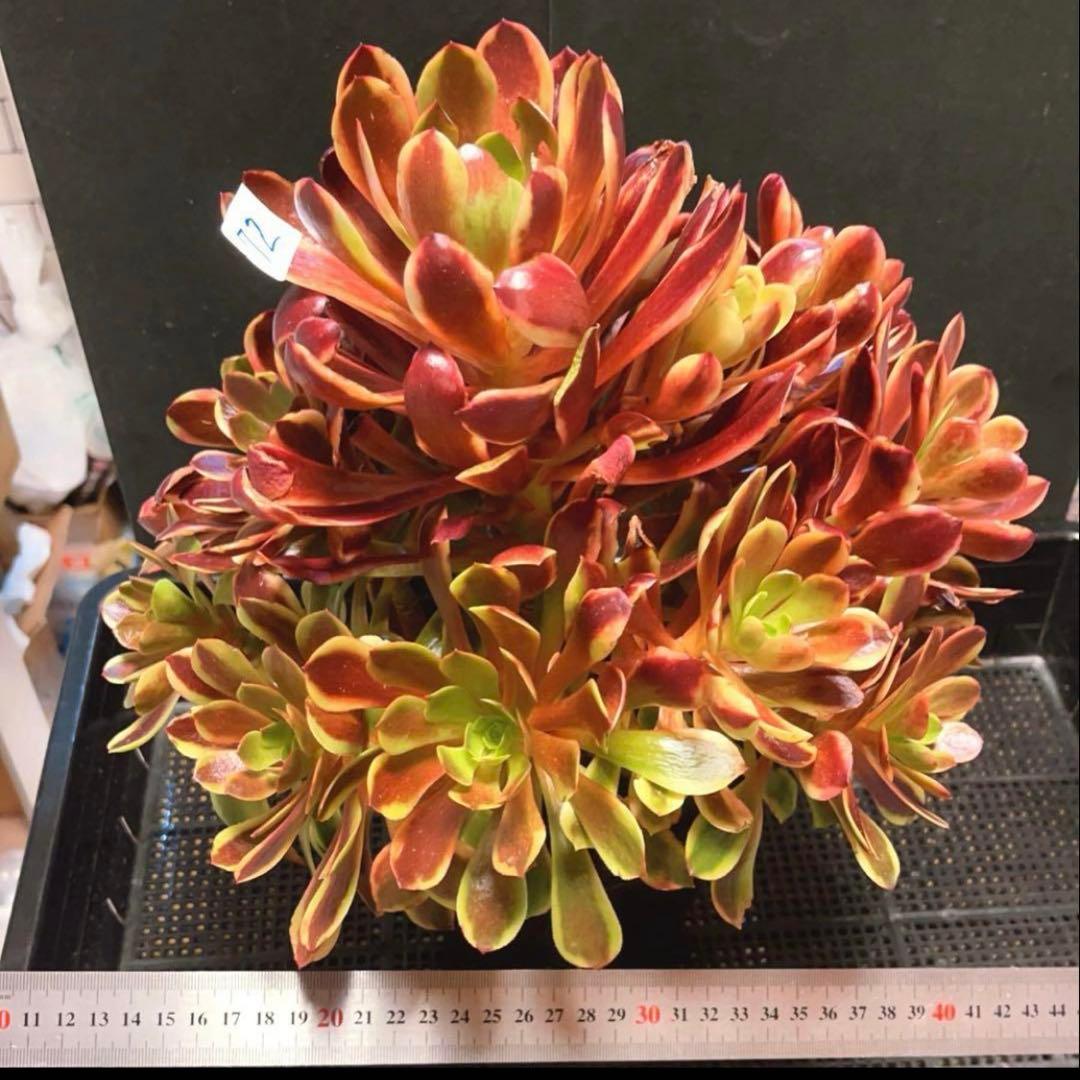 72#多肉植物アエオニウム錦❤️スーパーバン❤️1大頭15小頭33cm钵土付き出荷