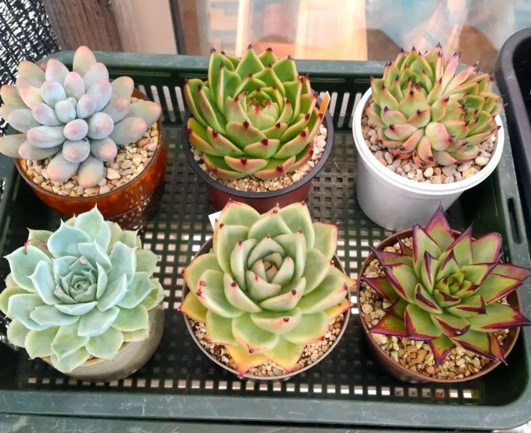 多肉植物 エケベリア