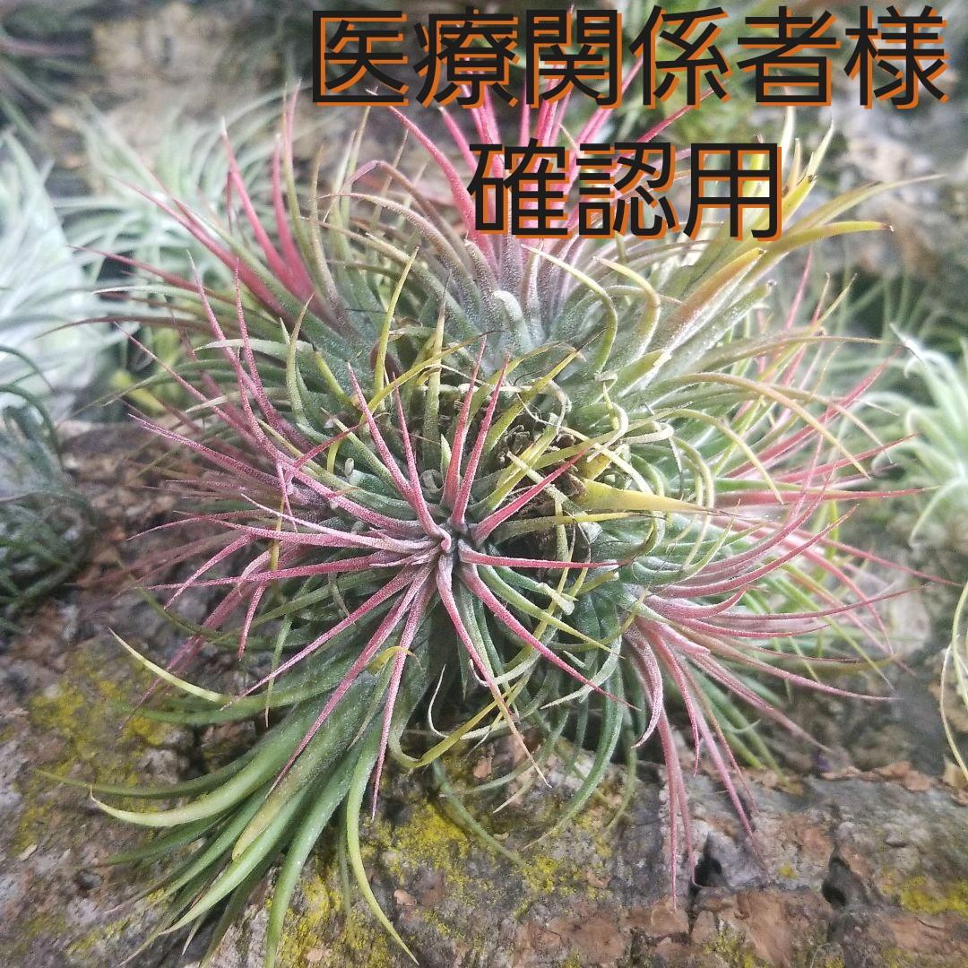 医療関係者様確認用