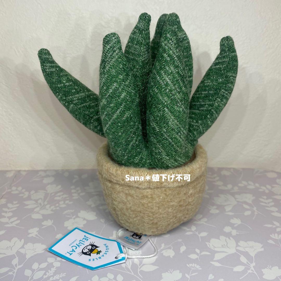 新品　JELLY CAT　アロエ　植物　多肉植物　アロエベラ　観葉植物　緑