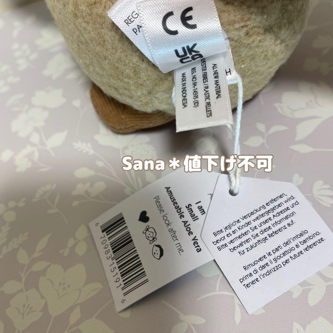 新品　JELLY CAT　アロエ　植物　多肉植物　アロエベラ　観葉植物　緑