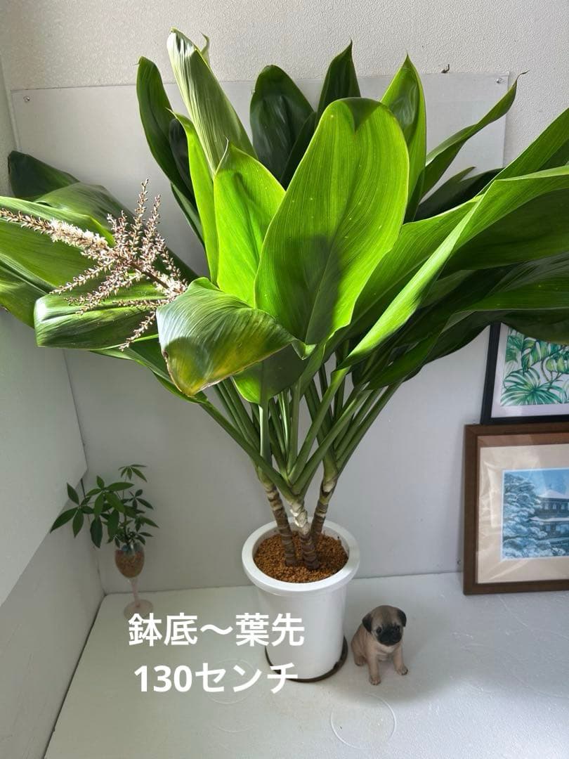 ティーリーフ8号大。開花中