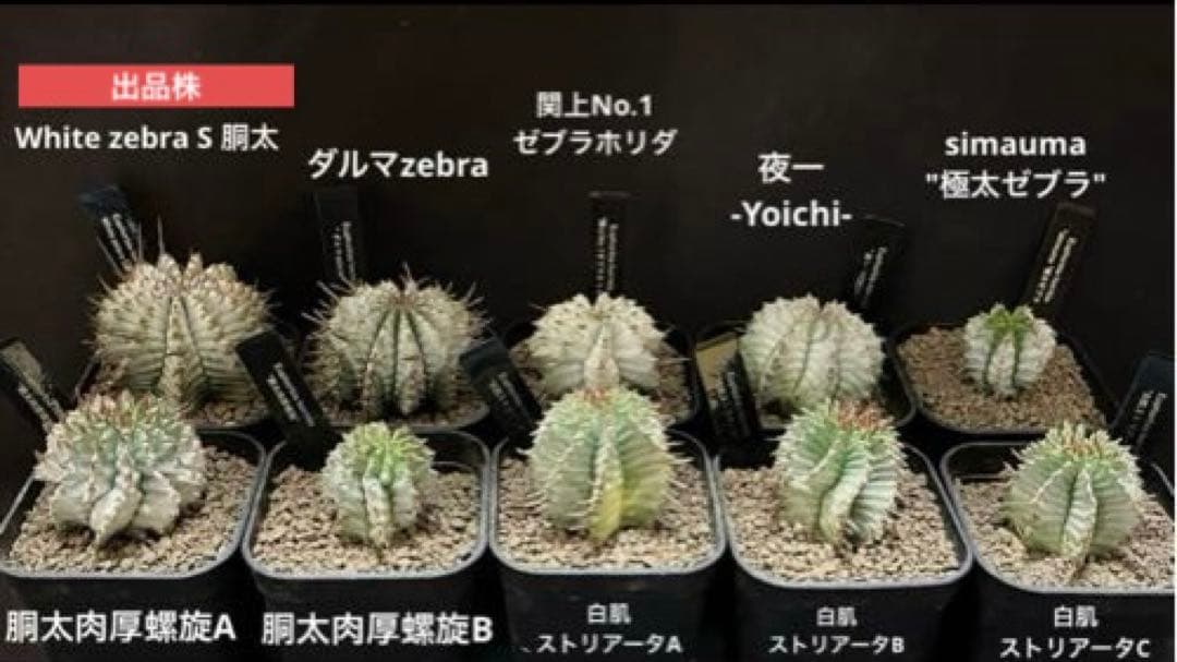 ユーフォルビアホリダ White zebra S胴太 特大サイズ 鉢ごと発送