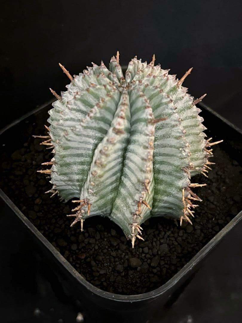 ユーフォルビアホリダ White zebra S胴太 特大サイズ 鉢ごと発送