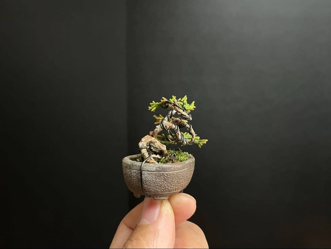 真柏盆栽　糸魚川真柏　極小　豆盆栽　捻転幹　樹高3.5cm ミニミニ盆栽