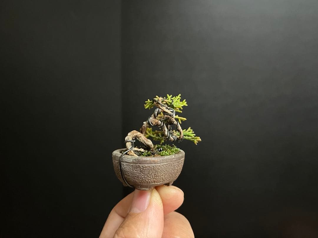 真柏盆栽　糸魚川真柏　極小　豆盆栽　捻転幹　樹高3.5cm ミニミニ盆栽