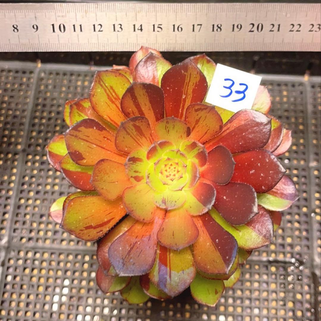 33#多肉植物アエオニウム錦❤️ガ—ネット花顏錦❤️1大頭14cm拔き苗