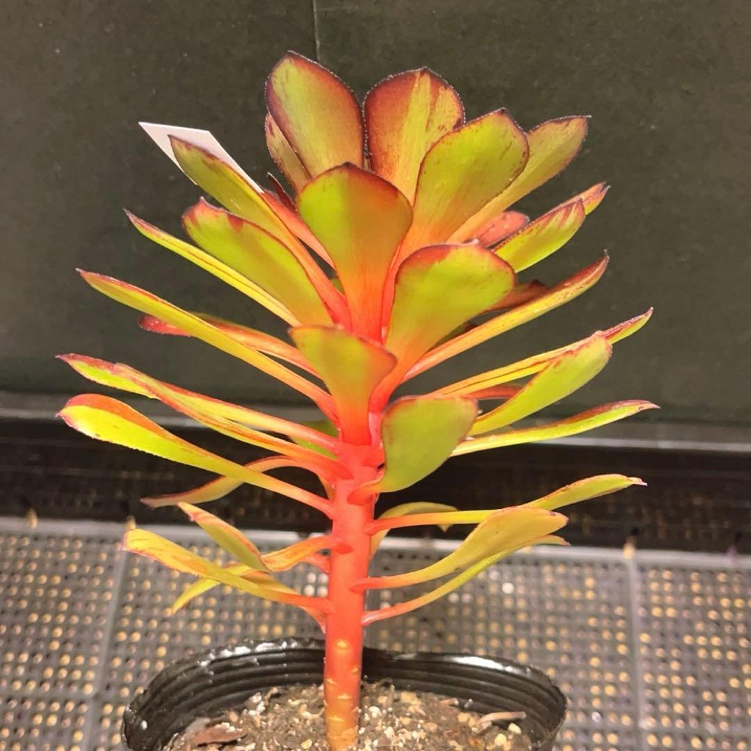 33#多肉植物アエオニウム錦❤️ガ—ネット花顏錦❤️1大頭14cm拔き苗