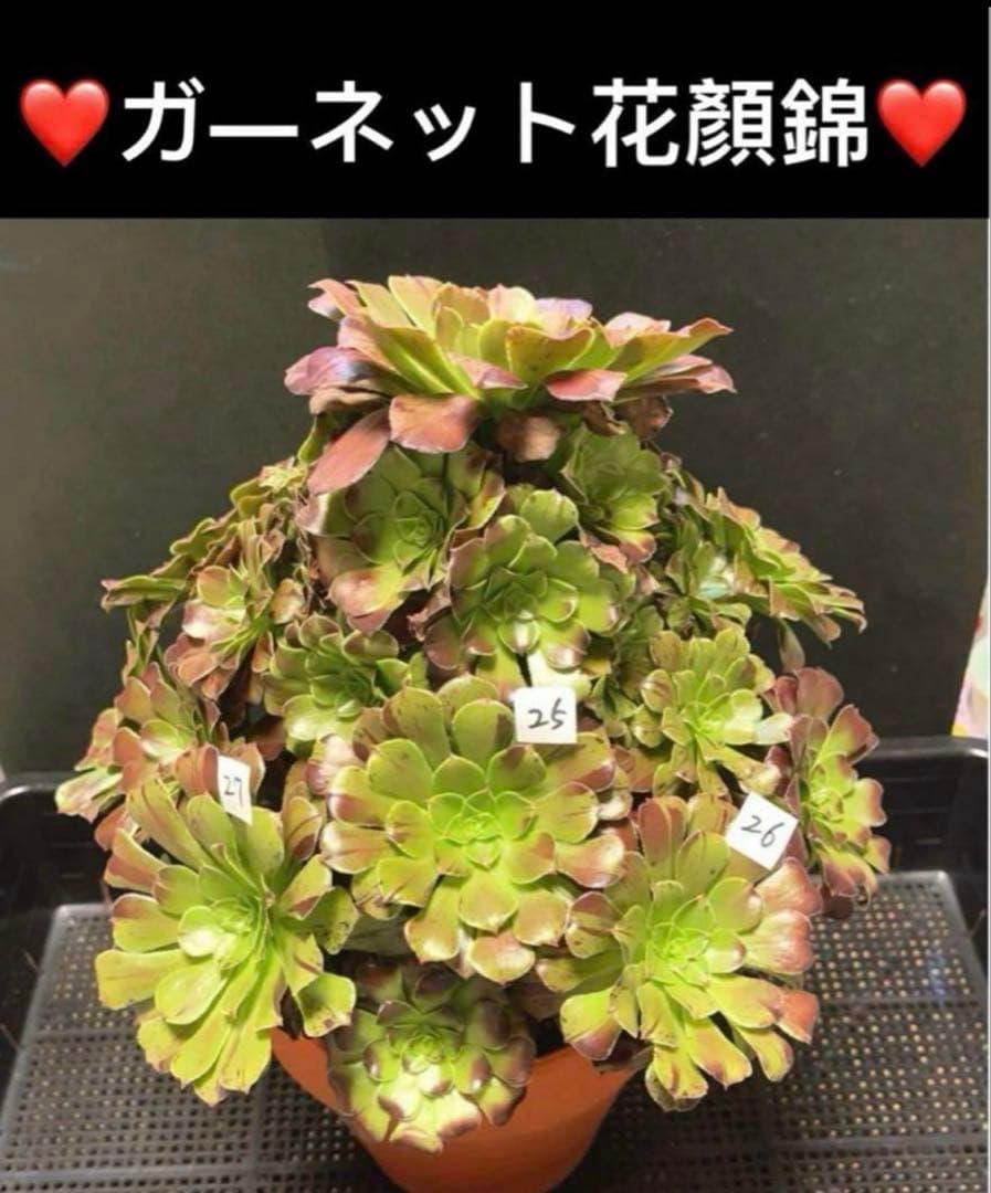 33#多肉植物アエオニウム錦❤️ガ—ネット花顏錦❤️1大頭14cm拔き苗
