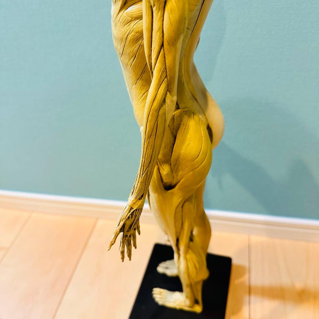 AnatomyTools　Female 1:3 Flesh 人体模型 アナトミー