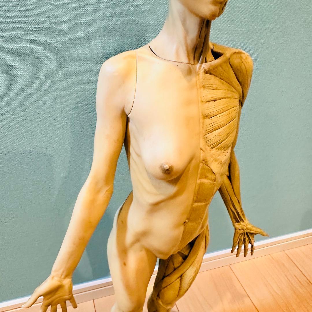 AnatomyTools　Female 1:3 Flesh 人体模型 アナトミー