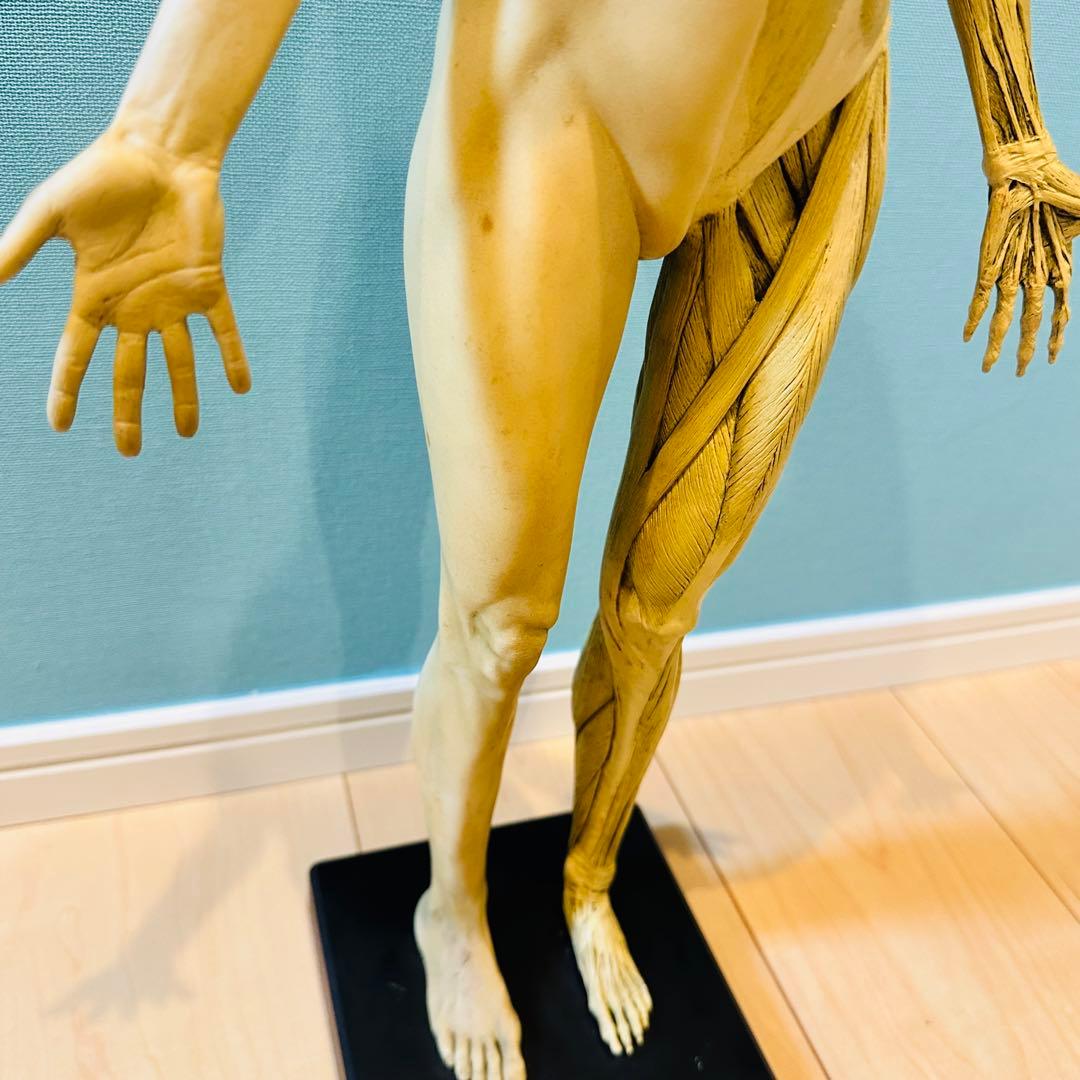 AnatomyTools　Female 1:3 Flesh 人体模型 アナトミー