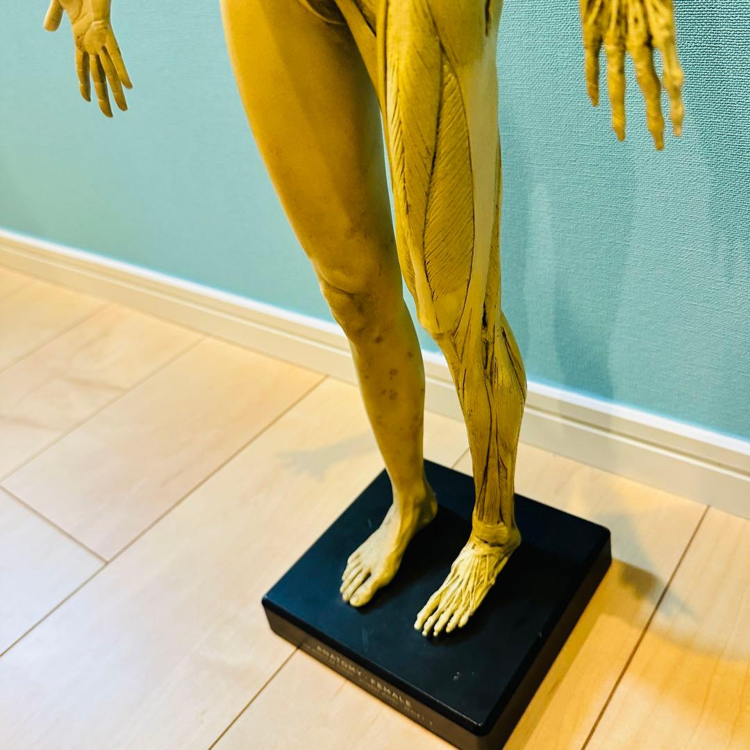 AnatomyTools　Female 1:3 Flesh 人体模型 アナトミー