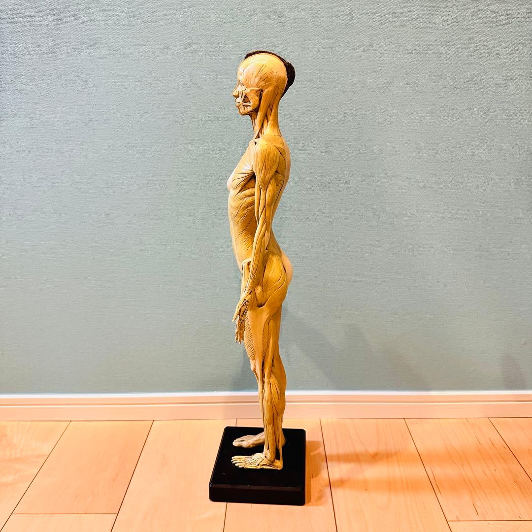 AnatomyTools　Female 1:3 Flesh 人体模型 アナトミー