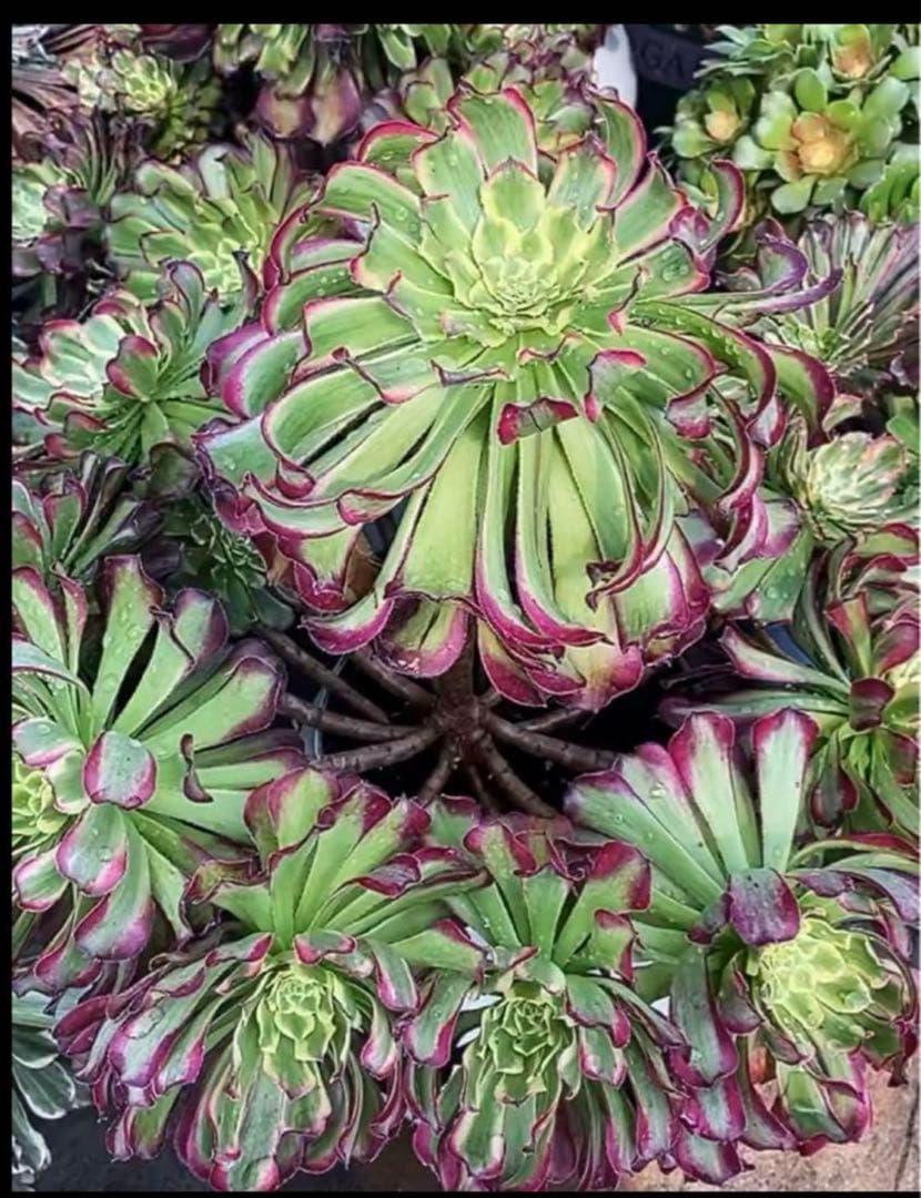 多肉植物アエオニウム錦❤️ パンドラ ❤️ 状態画像
