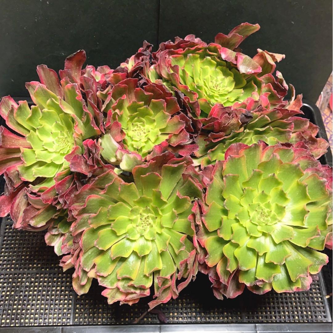 多肉植物アエオニウム錦❤️ パンドラ ❤️ 状態画像