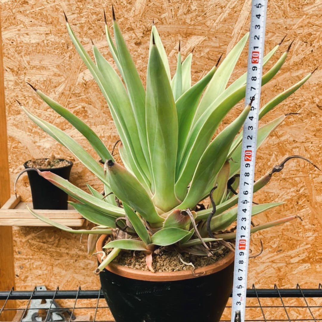 アガベ　ベネズエラ　Agave