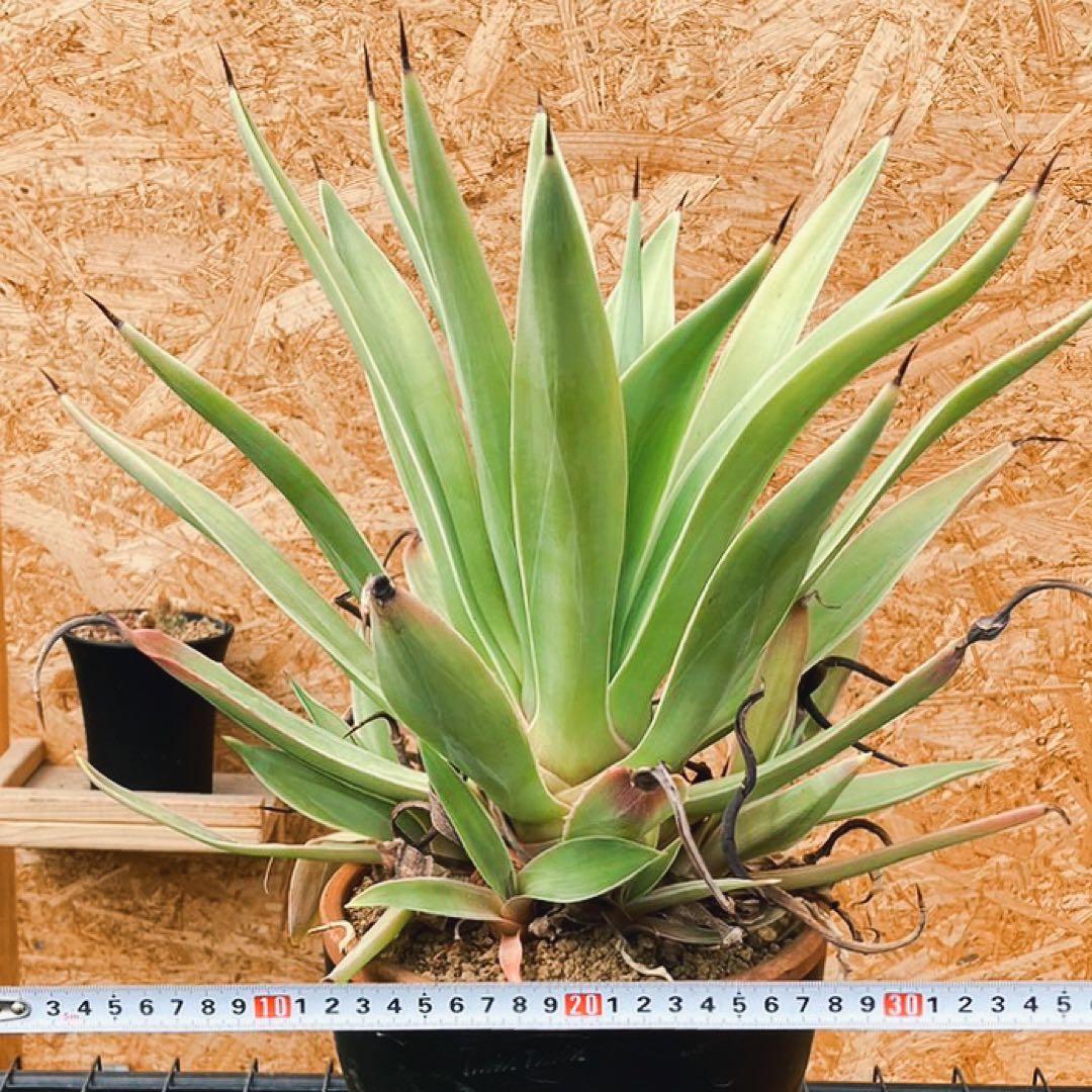 アガベ　ベネズエラ　Agave