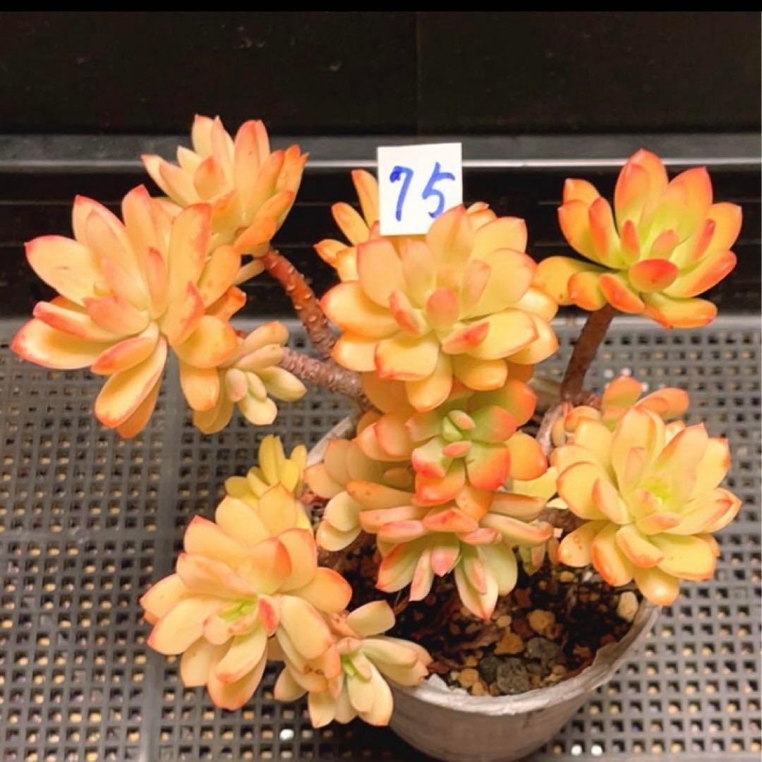 75#多肉植物❤️ミニベル錦群生❤️極美斑　極美苗❤️12頭17cm!拔キ苗！