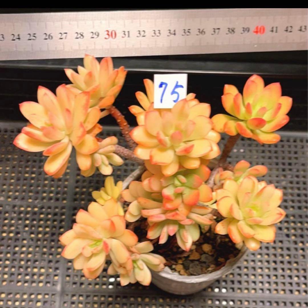 75#多肉植物❤️ミニベル錦群生❤️極美斑　極美苗❤️12頭17cm!拔キ苗！